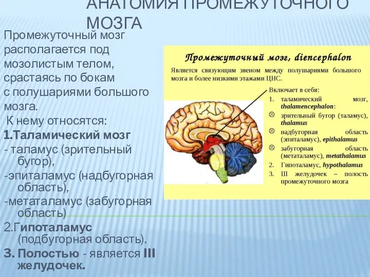 АНАТОМИЯ ПРОМЕЖУТОЧНОГО МОЗГА Промежуточный мозг располагается под мозолистым телом, срастаясь