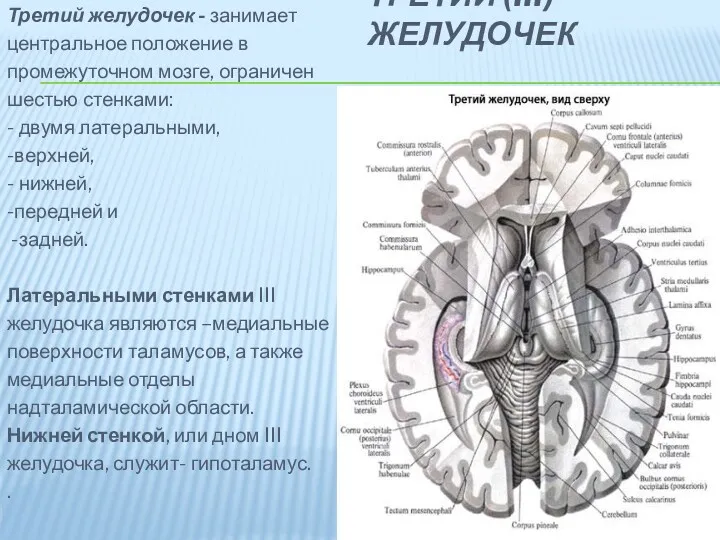 ТРЕТИЙ (III) ЖЕЛУДОЧЕК Третий желудочек - занимает центральное положение в промежуточном мозге, ограничен