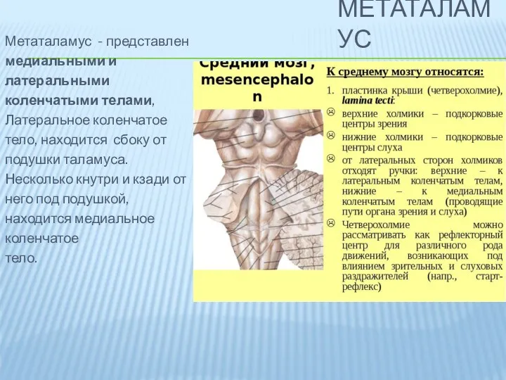 МЕТАТАЛАМУС Метаталамус - представлен медиальными и латеральными коленчатыми телами, Латеральное коленчатое тело, находится