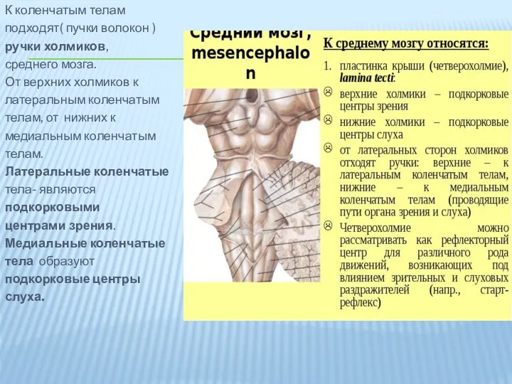К коленчатым телам подходят( пучки волокон ) ручки холмиков, среднего