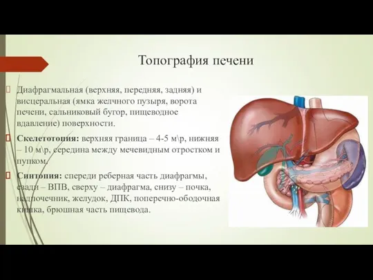 Топография печени Диафрагмальная (верхняя, передняя, задняя) и висцеральная (ямка желчного