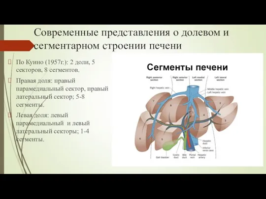 Современные представления о долевом и сегментарном строении печени По Куино