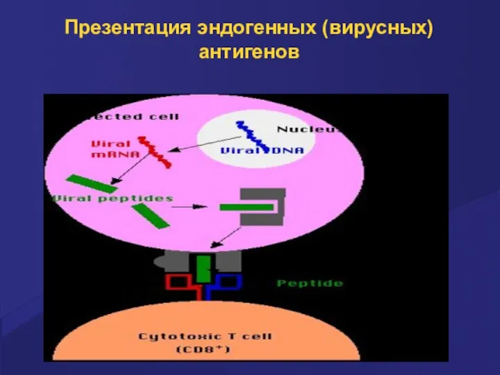 Презентация эндогенных (вирусных) антигенов