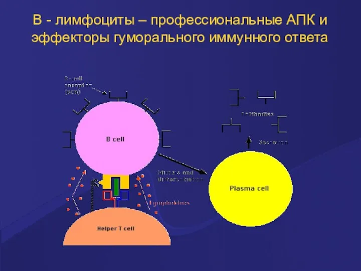 В - лимфоциты – профессиональные АПК и эффекторы гуморального иммунного ответа