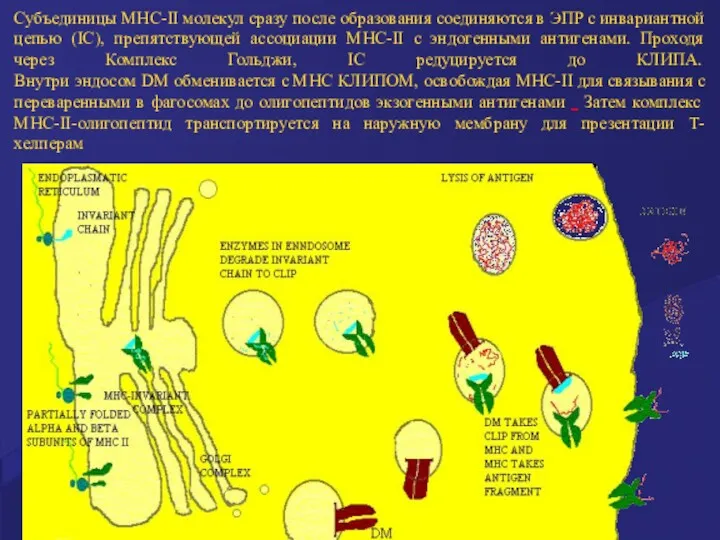 Субъединицы MHC-II молекул сразу после образования соединяются в ЭПР с