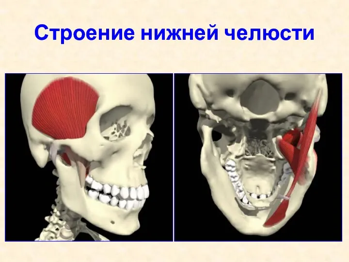 Строение нижней челюсти