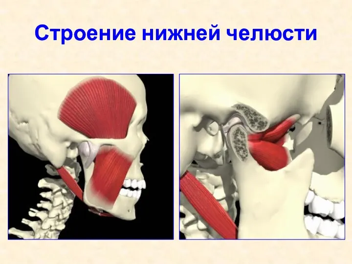 Строение нижней челюсти