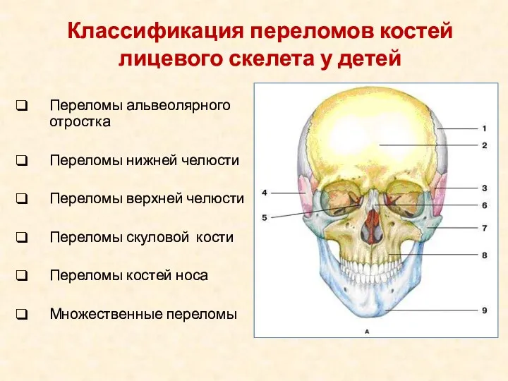 Переломы альвеолярного отростка Переломы нижней челюсти Переломы верхней челюсти Переломы