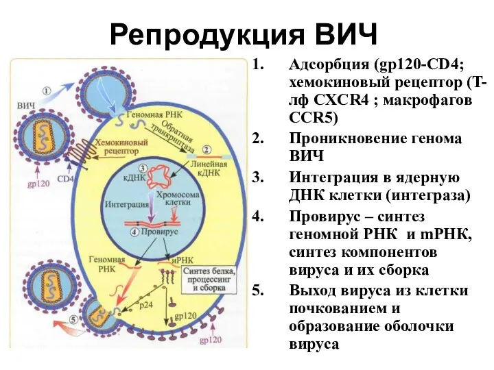 Репродукция ВИЧ Адсорбция (gp120-CD4; хемокиновый рецептор (T-лф CXCR4 ; макрофагов