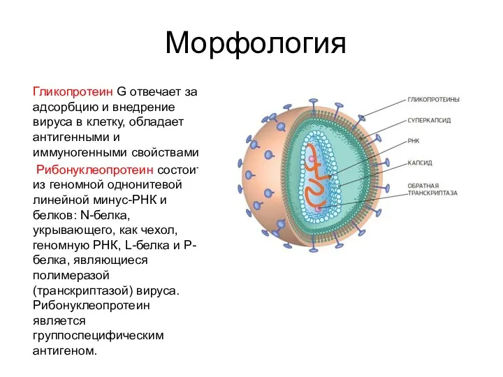 Морфология Гликопротеин G отвечает за адсорбцию и внедрение вируса в