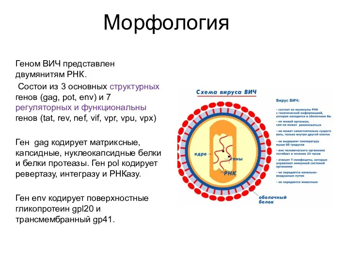 Морфология Геном ВИЧ представлен двумянитям РНК. Состои из 3 основных