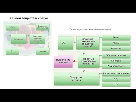 Схема энергетического обмена веществ.