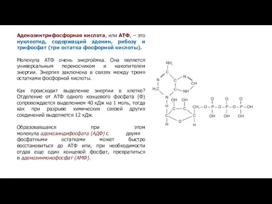 Аденозинтрифосфорная кислота, или АТФ, – это нуклеотид, содержащий аденин, рибозу