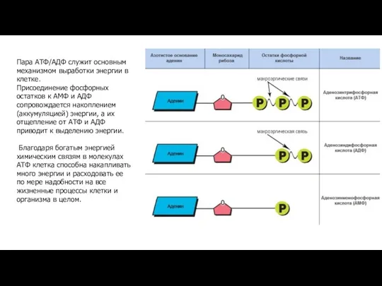 Пара АТФ/АДФ служит основным механизмом выработки энергии в клетке. Присоединение