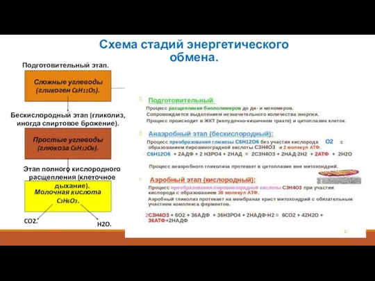 Схема стадий энергетического обмена. Сложные углеводы (гликоген C6H11O5). Простые углеводы