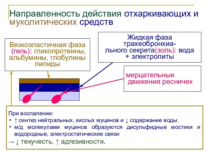 Направленность действия отхаркивающих и муколитических средств Жидкая фаза трахеобронхиа- льного