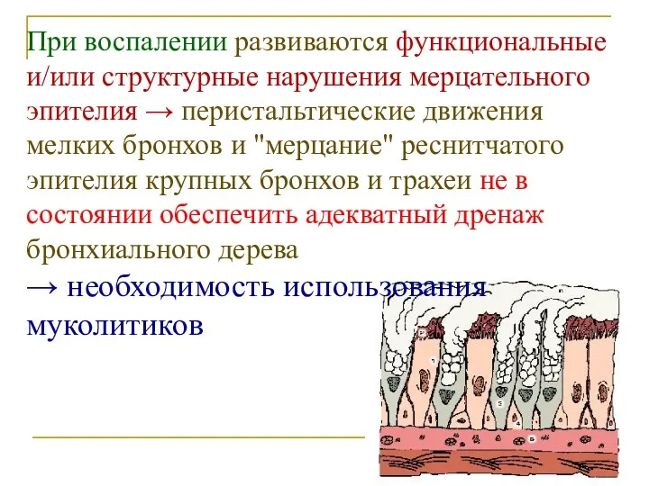 При воспалении развиваются функциональные и/или структурные нарушения мерцательного эпителия →