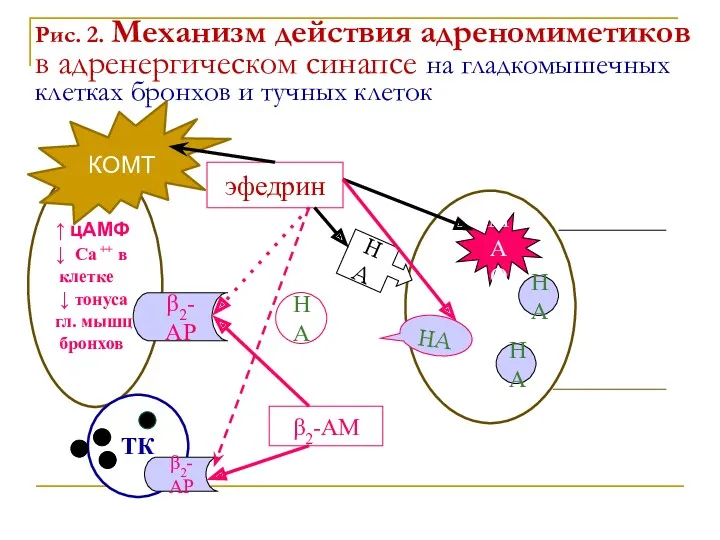 Рис. 2. Механизм действия адреномиметиков в адренергическом синапсе на гладкомышечных