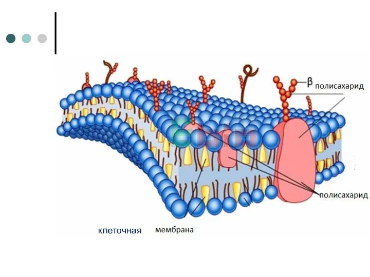 клеточная