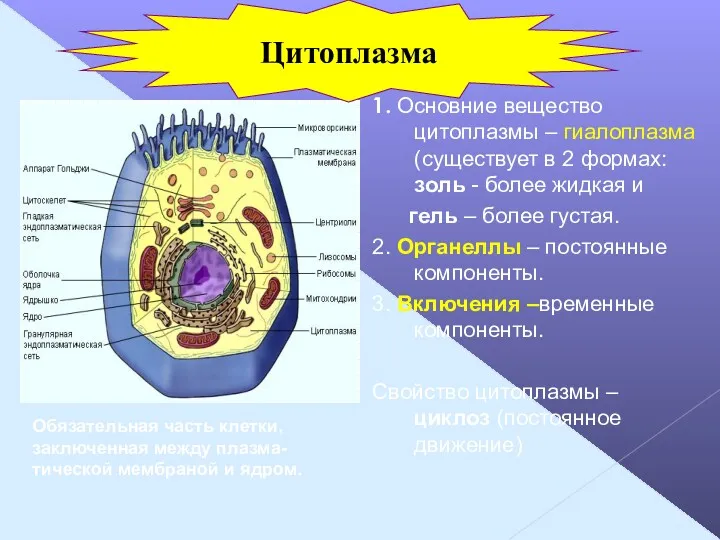 1. Основние вещество цитоплазмы – гиалоплазма (существует в 2 формах: