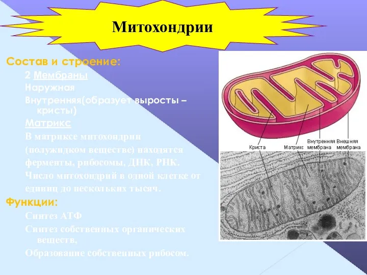 Состав и строение: 2 Мембраны Наружная Внутренняя(образует выросты – кристы)