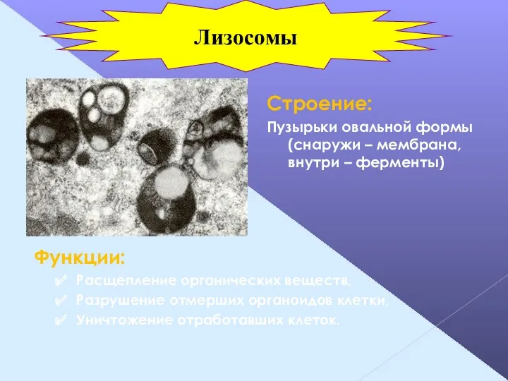 Строение: Пузырьки овальной формы (снаружи – мембрана, внутри – ферменты)