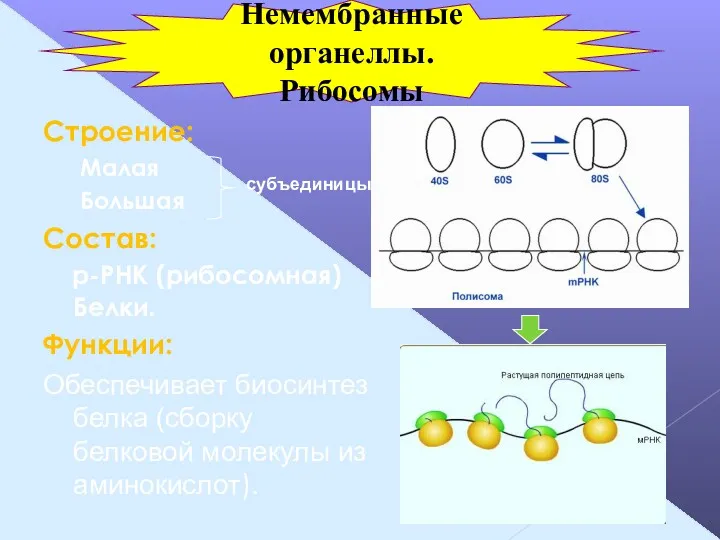 Строение: Малая Большая Состав: р-РНК (рибосомная) Белки. Функции: Обеспечивает биосинтез