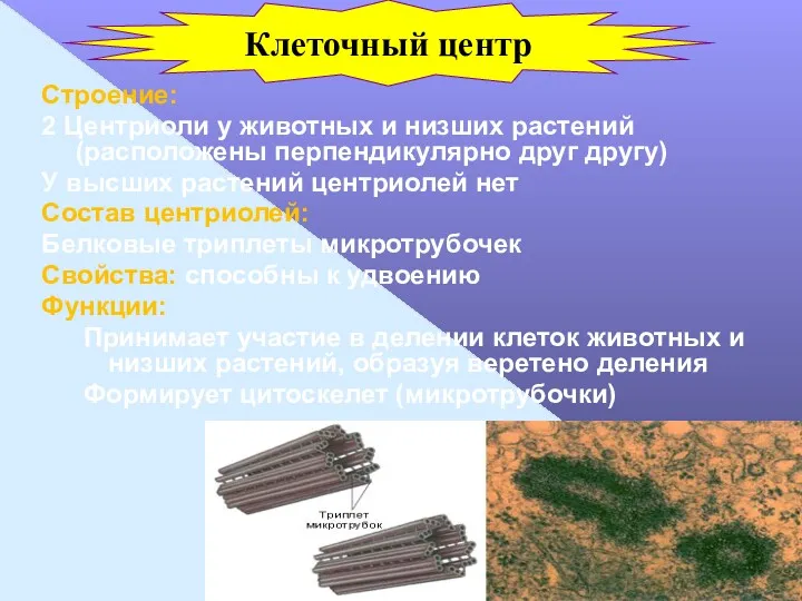 Строение: 2 Центриоли у животных и низших растений (расположены перпендикулярно