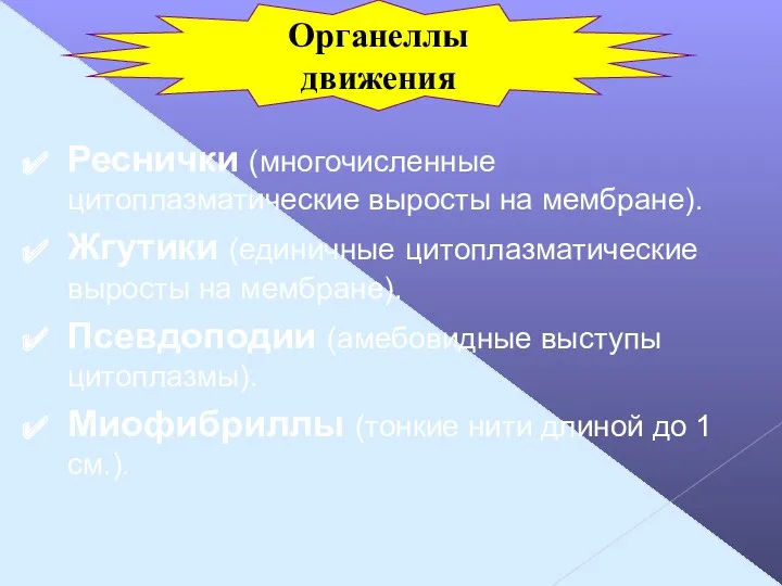 Реснички (многочисленные цитоплазматические выросты на мембране). Жгутики (единичные цитоплазматические выросты