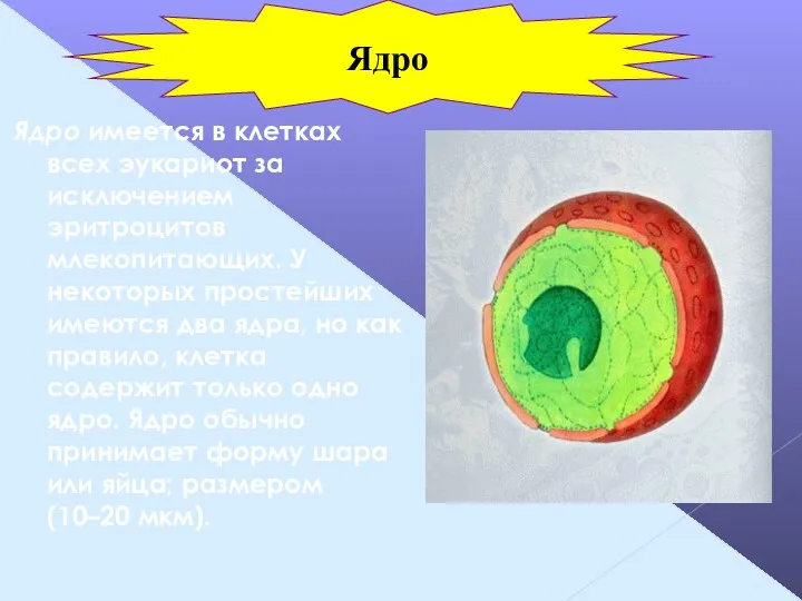 Ядро имеется в клетках всех эукариот за исключением эритроцитов млекопитающих.