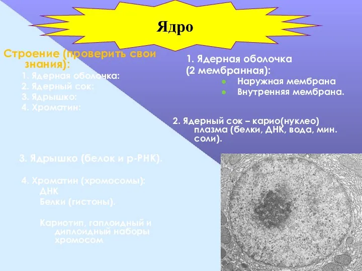 Строение (проверить свои знания): 1. Ядерная оболочка: 2. Ядерный сок: