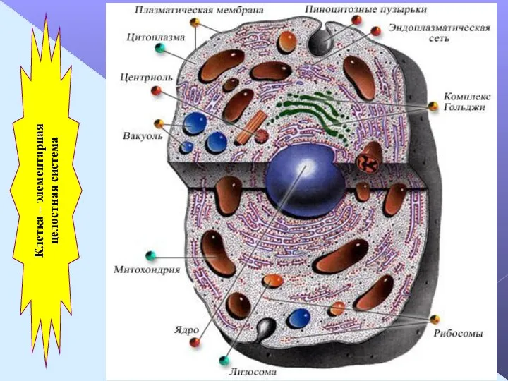 Клетка – элементарная целостная система