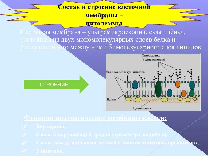 Клеточная мембрана – ультрамикроскопическая плёнка, состоящая из двух мономолекулярных слоев