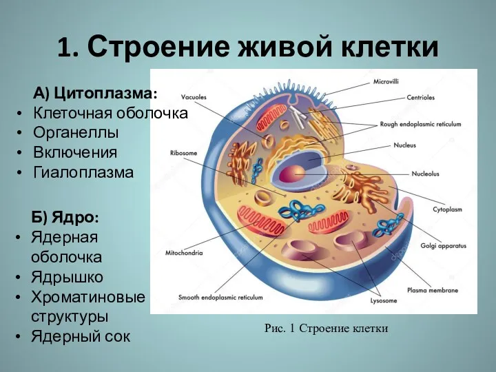 1. Строение живой клетки А) Цитоплазма: Клеточная оболочка Органеллы Включения Гиалоплазма Б) Ядро: