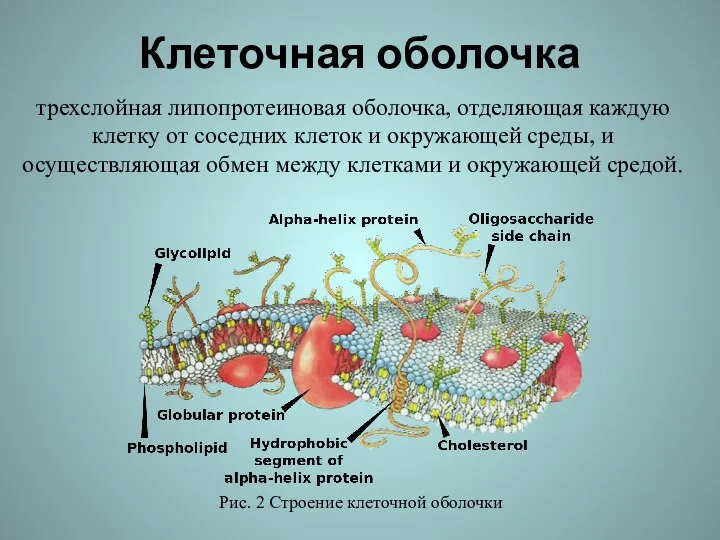 Клеточная оболочка трехслойная липопротеиновая оболочка, отделяющая каждую клетку от соседних клеток и окружающей