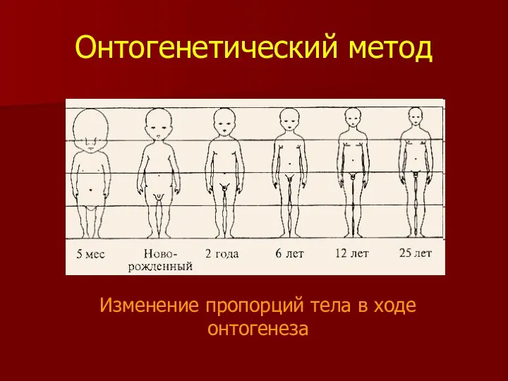 Онтогенетический метод Изменение пропорций тела в ходе онтогенеза