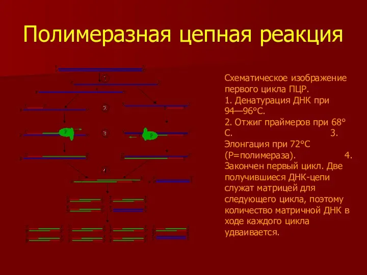 Полимеразная цепная реакция Схематическое изображение первого цикла ПЦР. 1. Денатурация