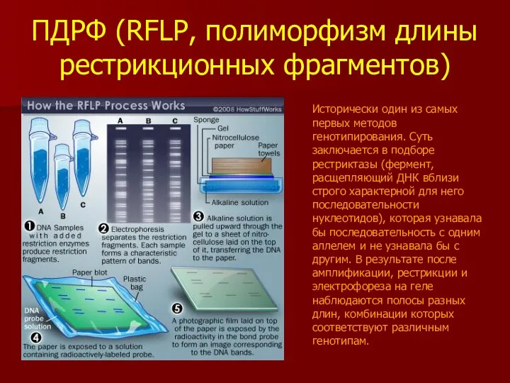 ПДРФ (RFLP, полиморфизм длины рестрикционных фрагментов) Исторически один из самых