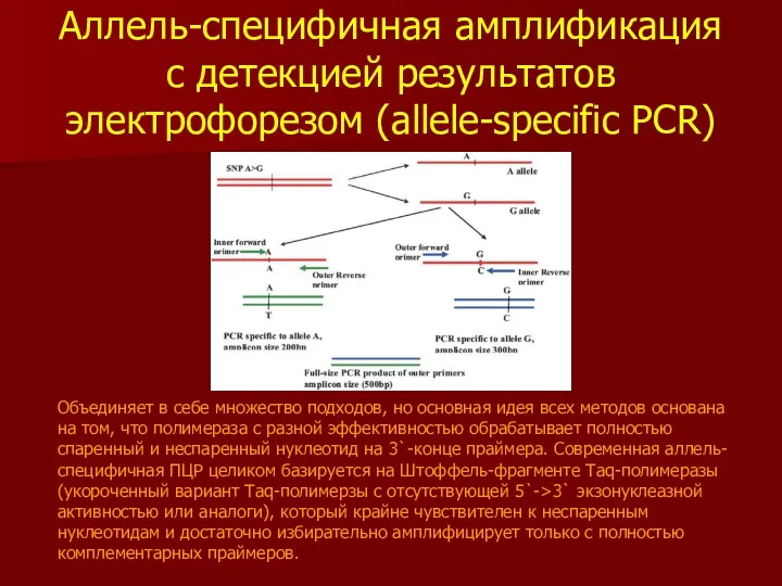 Аллель-специфичная амплификация с детекцией результатов электрофорезом (allele-specific PCR) Объединяет в