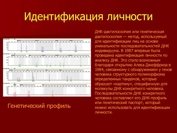 Идентификация личности Генетический профиль ДНК-дактилоскопия или генетическая дактилоскопия — метод,