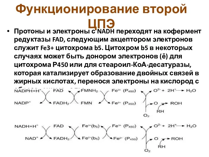 Функционирование второй ЦПЭ Протоны и электроны с NADH переходят на