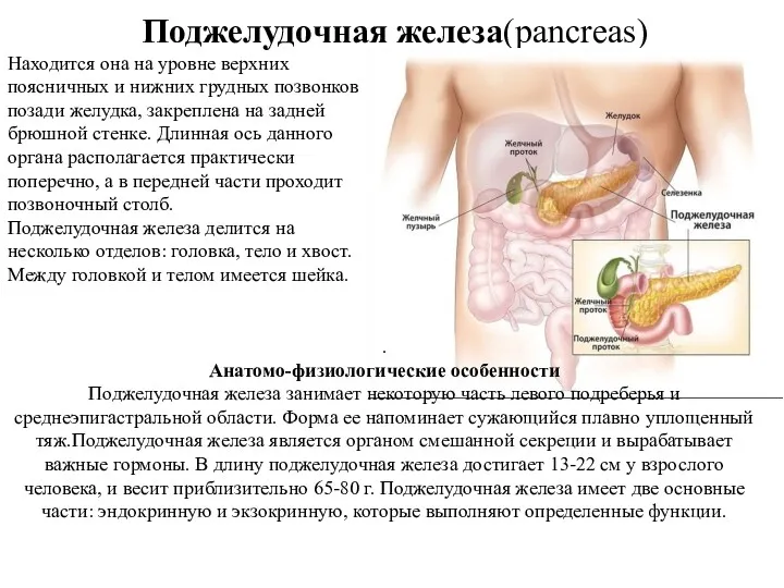 Поджелудочная железа(pancreas) . Анатомо-физиологические особенности Поджелудочная железа занимает некоторую часть левого подреберья и