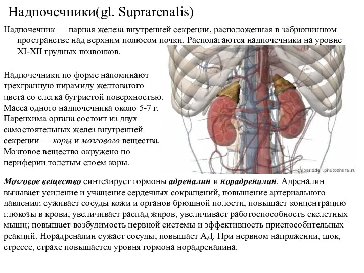 Надпочечники(gl. Suprarenalis) Надпочечник — парная железа внутренней секреции, расположенная в забрюшинном пространстве над