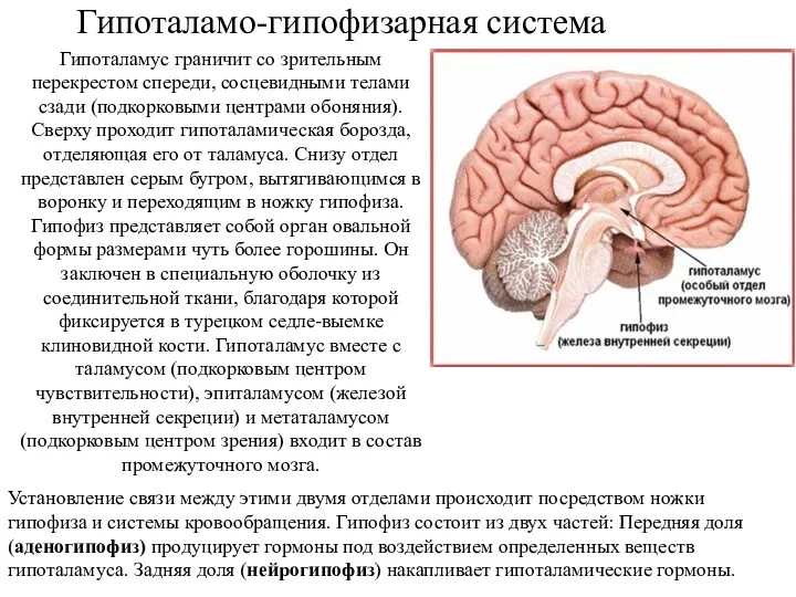 Гипоталамо-гипофизарная система Гипоталамус граничит со зрительным перекрестом спереди, сосцевидными телами сзади (подкорковыми центрами