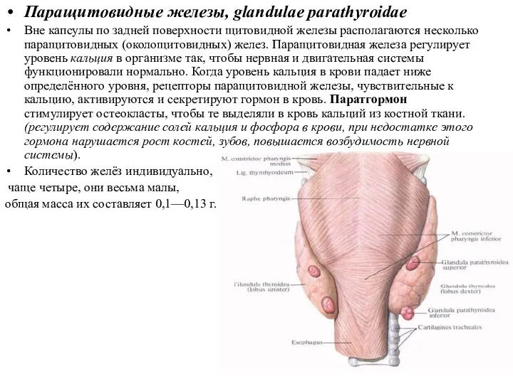Паращитовидные железы, glandulae parathyroidae Вне капсулы по задней поверхности щитовидной железы располагаются несколько