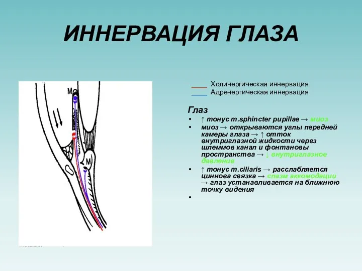 ИННЕРВАЦИЯ ГЛАЗА ____ Холинергическая иннервация ____ Адренергическая иннервация Глаз ↑