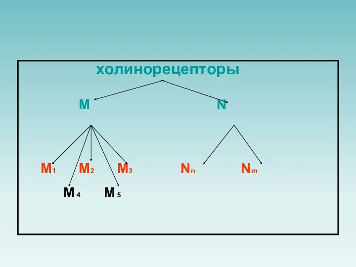 холинорецепторы M N М1 М2 М3 Nn Nm M 4 M 5