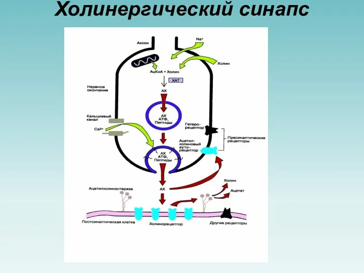 Холинергический синапс