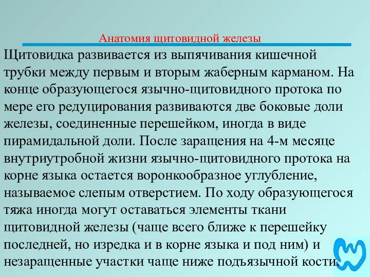 Анатомия щитовидной железы Щитовидка развивается из выпячивания кишечной трубки между