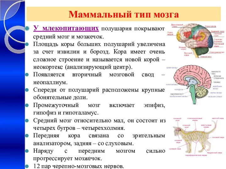 Маммальный тип мозга У млекопитающих полушария покрывают средний мозг и